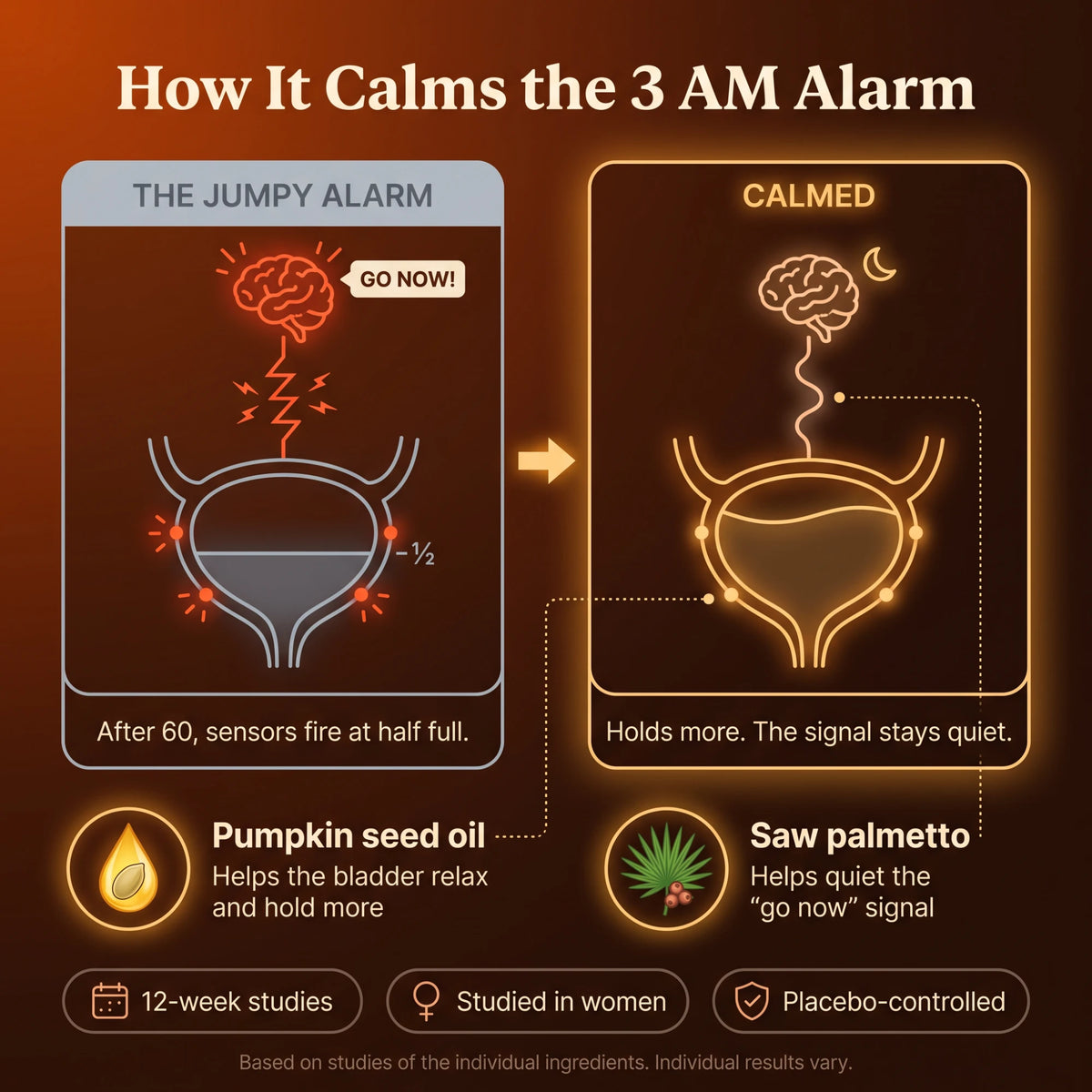 How it calms the 3 AM alarm: pumpkin seed oil helps the bladder relax and hold more, saw palmetto helps quiet the go-now signal.